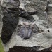 Lobocephalina emmrichi